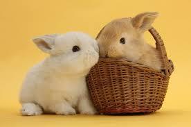 Okay what about this little rabbits? Can you say aww for this one?;3