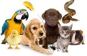 If you had a pet... What would you have ?