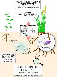 What is the role of roots in a plant?