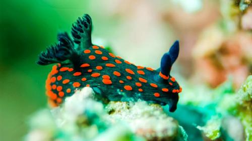 what animal is it a nudibranch?