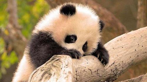Would you rather date a talking flower or a Panda who tap-dances...