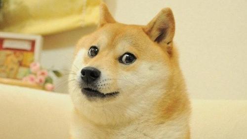 Your doge's fav expression