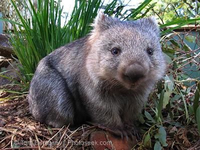 My personal favourite: Wat are wombat droppings shaped like?