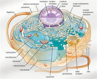 Which organelle is responsible for detoxifying harmful substances in the cell?
