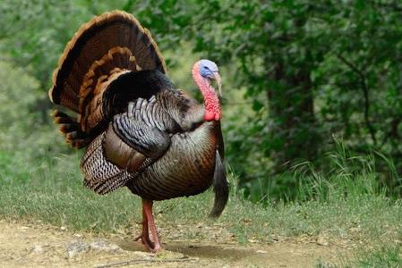 What country is the turkey the most famous bird in?