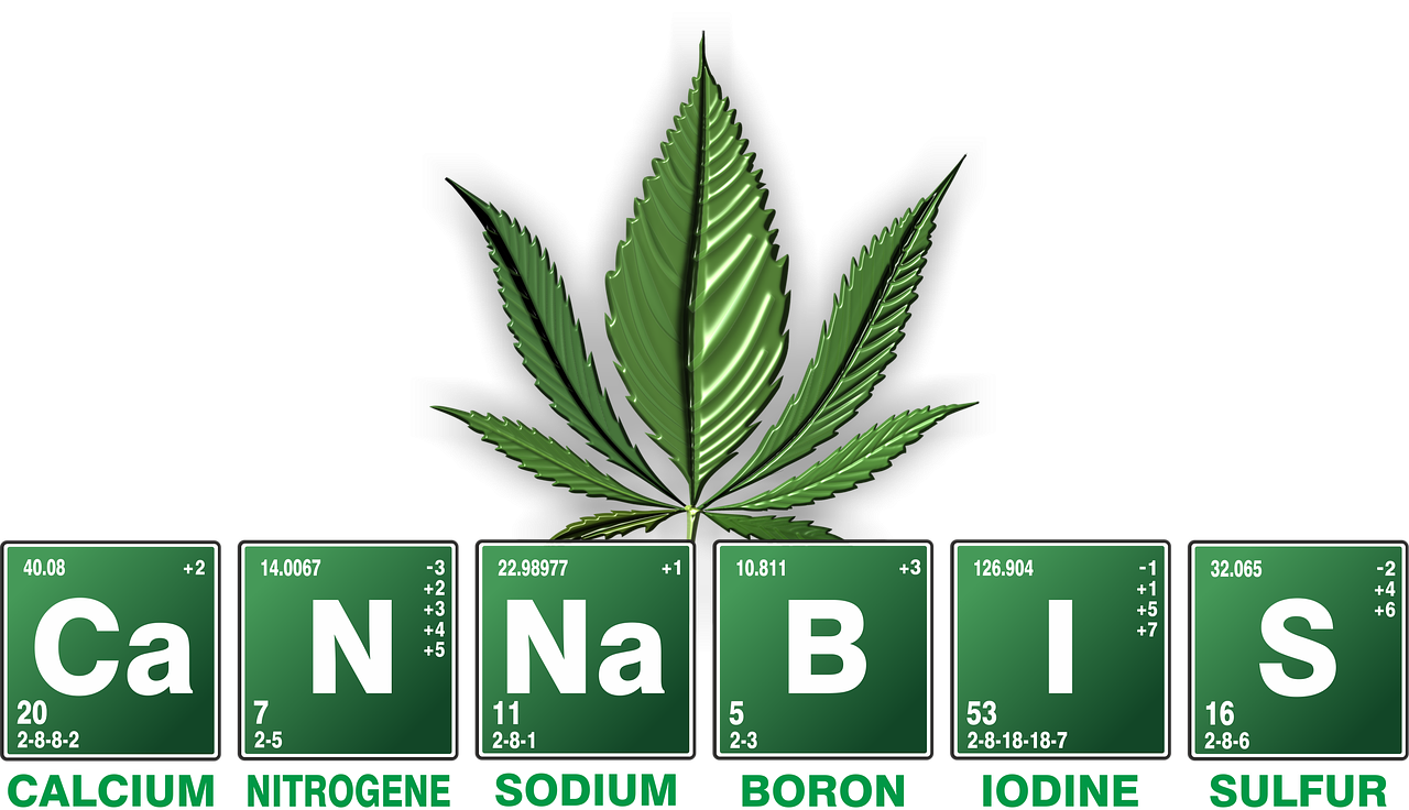 What are the two main species of marijuana?