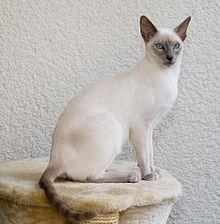 I have a triangular face, along with large ears. I have beautiful blue eyes, along with a slender, but muscular, body. What cat breed am I?