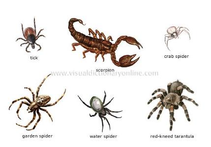 Are you afraid of spiders and arachnids?