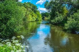 Forest or River