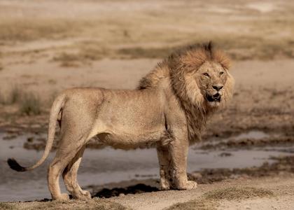 What is the average lifespan of lions in the wild?