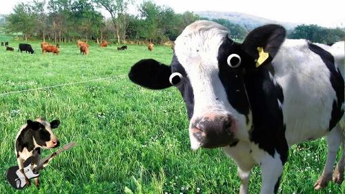 What sound does a cow make??
