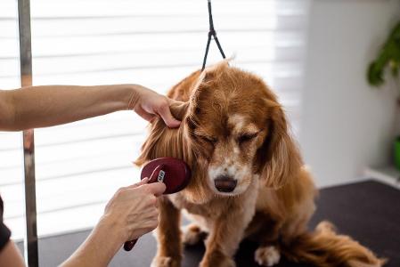 Are you willing to invest in regular grooming for your pet?