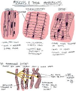 What are the two types of muscle fibers in the human body?