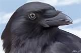 What is the main raven's name?