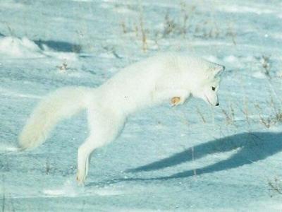 The Arctic Fox leaps away.