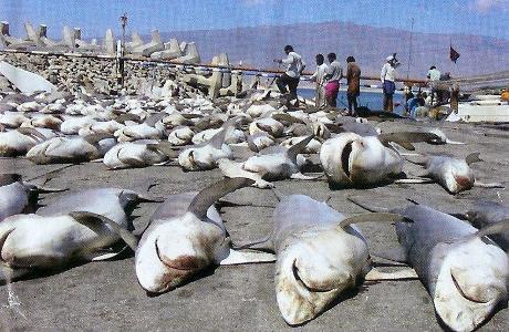 How many sharks do humans kill each year?
