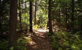 You are lost in a forest, you are so hungry you are afraid you might die of starvation. You see a couple of non-threating animals along the path, would you kill the animals to eat or no?