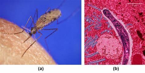 Which microorganism is responsible for causing malaria?