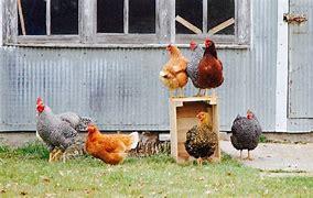 What is the age of the oldest chicken to ever live?
