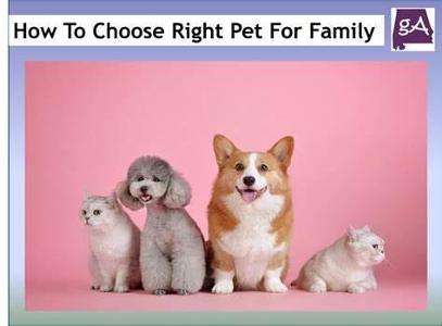 Which pet would you choose?