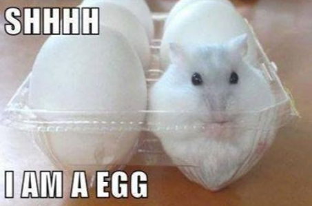 If you could have a hamster disguise what would it be and why?