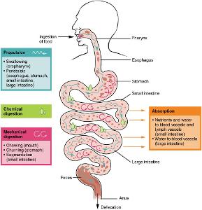 Where does the process of digestion primarily occur?