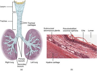What is the primary function of the respiratory system?