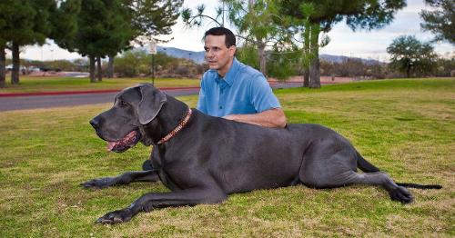 True or False?: The world's largest Great Dane's name is Dave