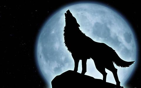 You hear a howl, find the howler. He/she is the most gorgeous you have ever seen. What do you do?