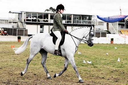 Which of the following disciplines is included in the equestrian sport?