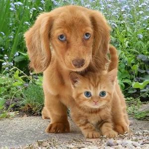 Puppy ? eyes or kitty ? eyes?
