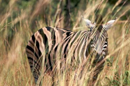 What adaptation do zebras have which helps them avoid predators?