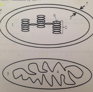Keeping in mind the organelle depicted, how many phospholipid bilayers are between the arrow indicated by the 3 and the arrow indicated by the 7?