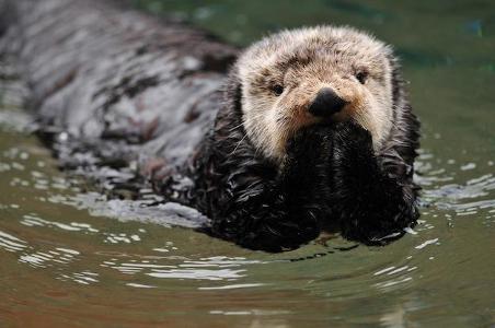 Why do sea otters hold hands when they sleep?