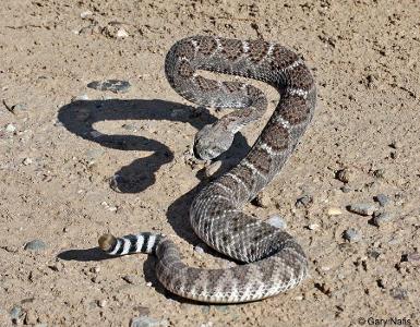 You are walking in the woods on the way home from school you see a rattle snake. What do you do?