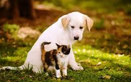 Cats or dogs?