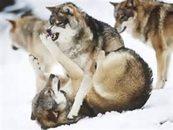 Are these wolves fighting or playing?