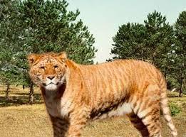 When you mix a lion and a tiger what is the species called/