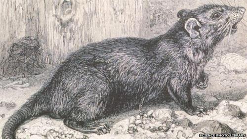 What two rodents were the main cause of the spread of the plague?