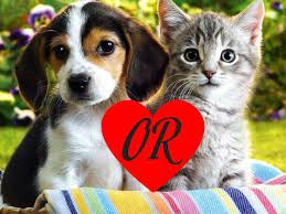 if you could choose to get a dog or cat which would you get