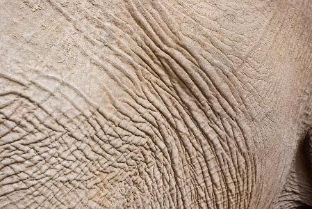 Which of these is true about elephant skin?