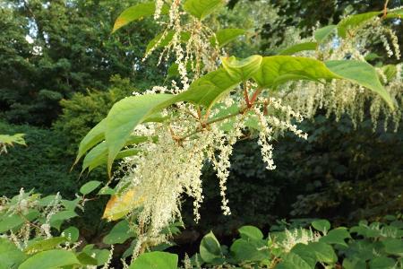 Which of the 3 Knotweed species is said to be most invasive and problematic to control?