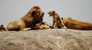 What is a group of lions called?