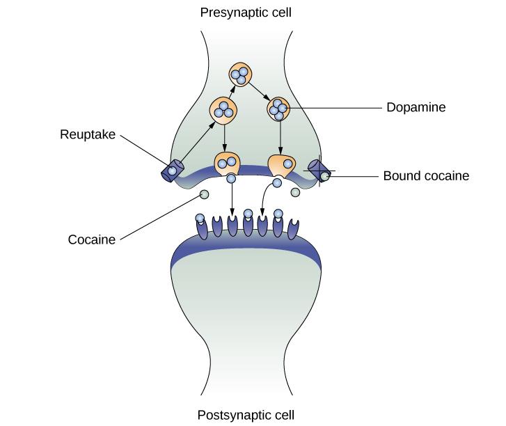 What is a long-term effect of cocaine use?