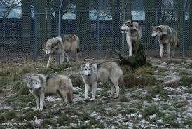 How long will a wolf averagely live in captivity? years months days hours?