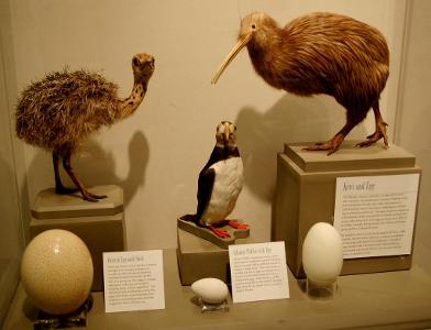 Which animal can lay the largest eggs?