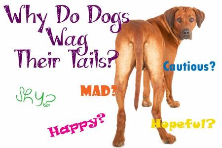 Lets start with a easy one, What does it mean when ur dog wags her/his tail?