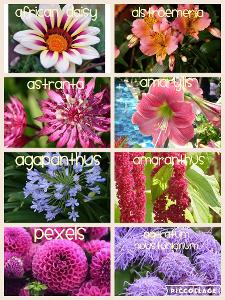Which is the most attractive flower? (From pic)