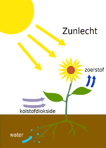 What is the process by which plants convert sunlight into energy?