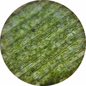 The most common plant cells are?